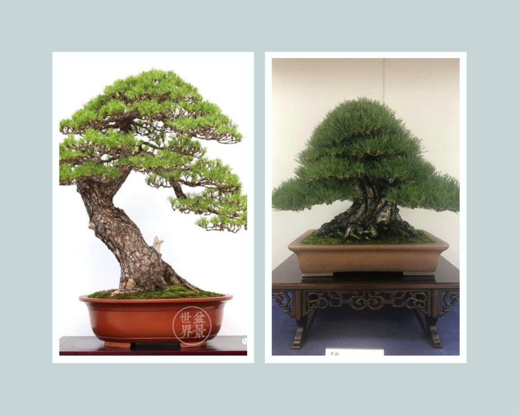 Rare Five Needle Pine bonsais