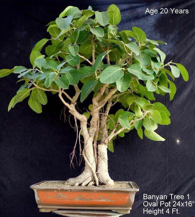 factor effecting prices of banyan bonsai