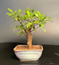 Ficus Microcarpa Gift Bonsai Medium for sale at www.delhibonsai.com
