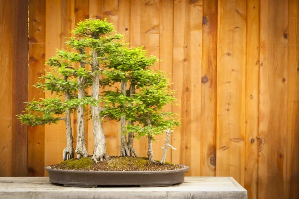 Reliable bonsai wiring