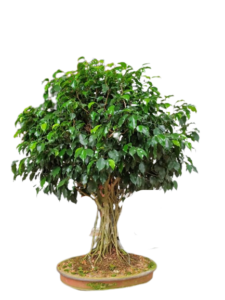 Types of Bonsai air purifying home decorative items