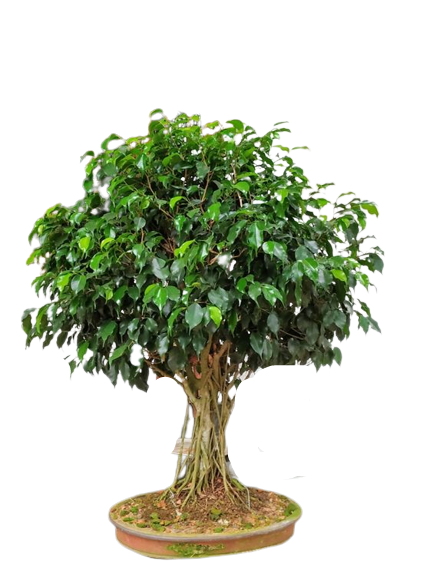 Types of Bonsai air purifying home decorative items