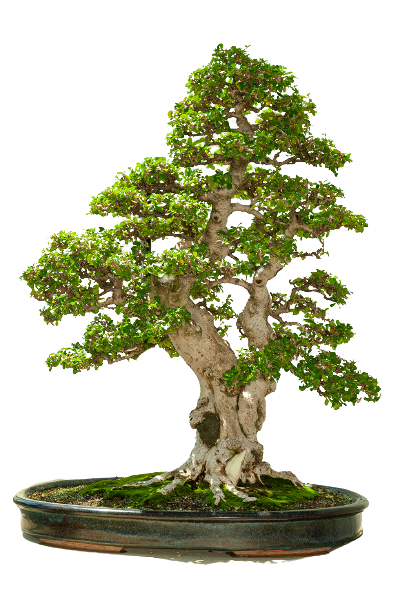 carmona bonsai