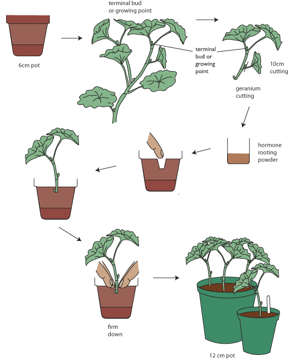 cutting technique by delhibonsai 