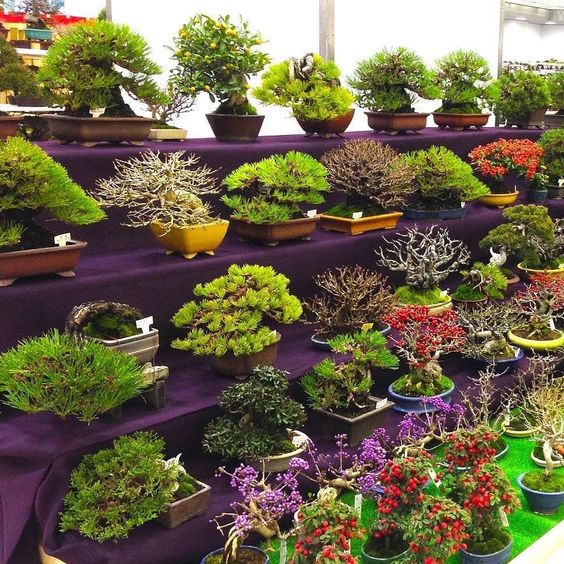 How Bonsai Trees Are Grown