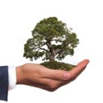 Bonsai India: A Complete Guide to Buying, and Gifting Trees Complete Gifting Solution, lightning delivery, Approval via video and Picture before dispatch
