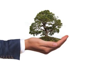 Bonsai India: A Complete Guide to Buying, and Gifting Trees Complete Gifting Solution, lightning delivery, Approval via video and Picture before dispatch