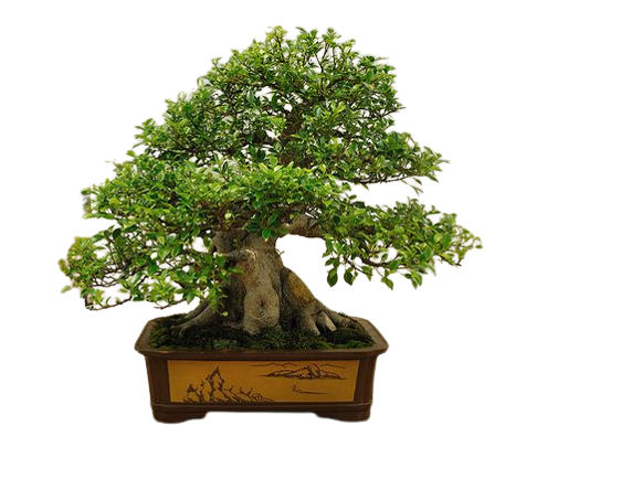 Indoor Bonsai India