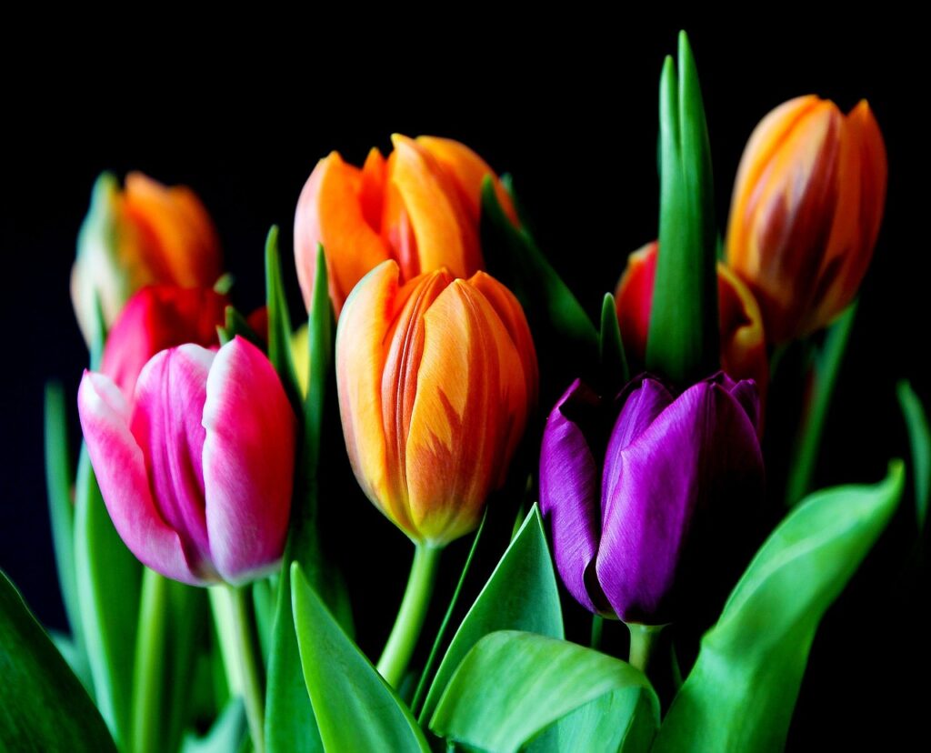 flowers, tulips, bouquet-429041.jpg