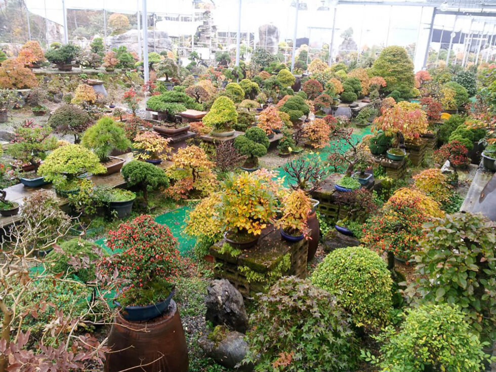 bonsai garden ultimate