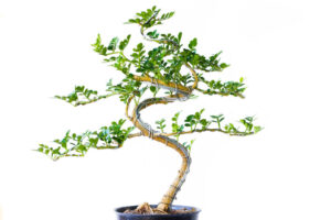 Chinese elm bonsai