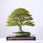 Misho Bonsai by delhi Bonsai perfect example of bonsai wiring