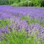 lavenders, flowers, lavender field-1595598.jpg