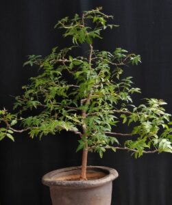 Neem tree in a pot