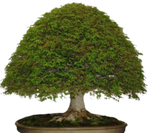 neem tree bonsai