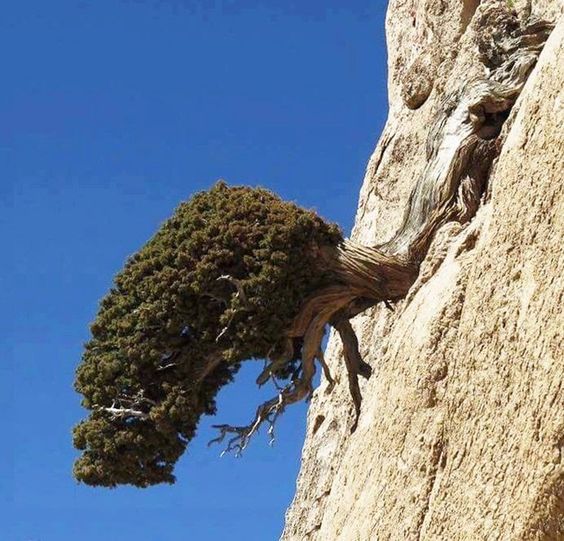 tree on a rock cliff