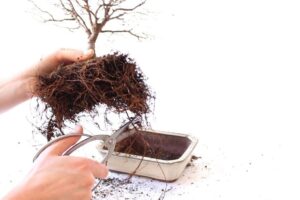 root pruning by delhi bonsai