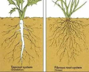 Tap root vs fibrous roots