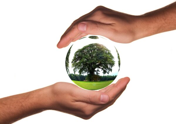 Gift Ficus microcarpa