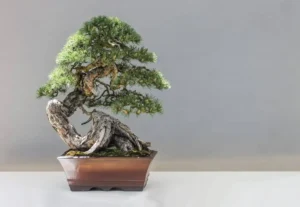 Pine Bonsai Imported to NL