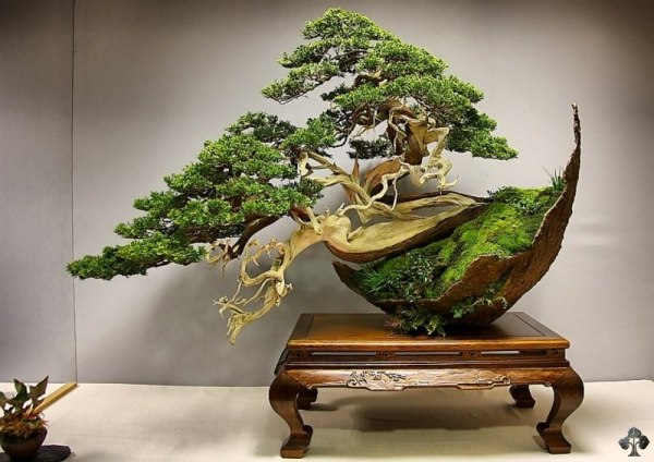 Juniper Bonsai tree by Luis Vila