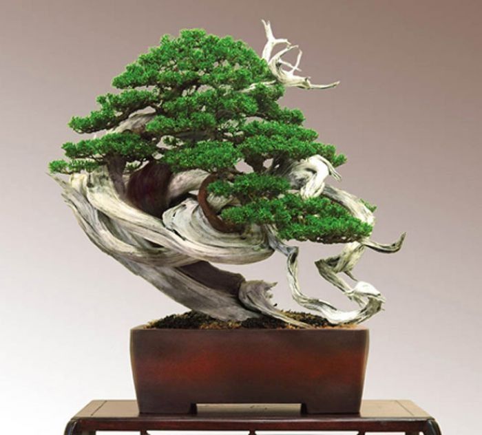 Best Bonsai Plants You Can Gift to Loved Ones Award-Winning Chinese Juniper
