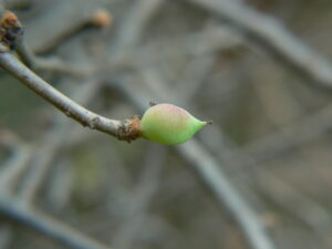 Gugal tree bonsai fruit