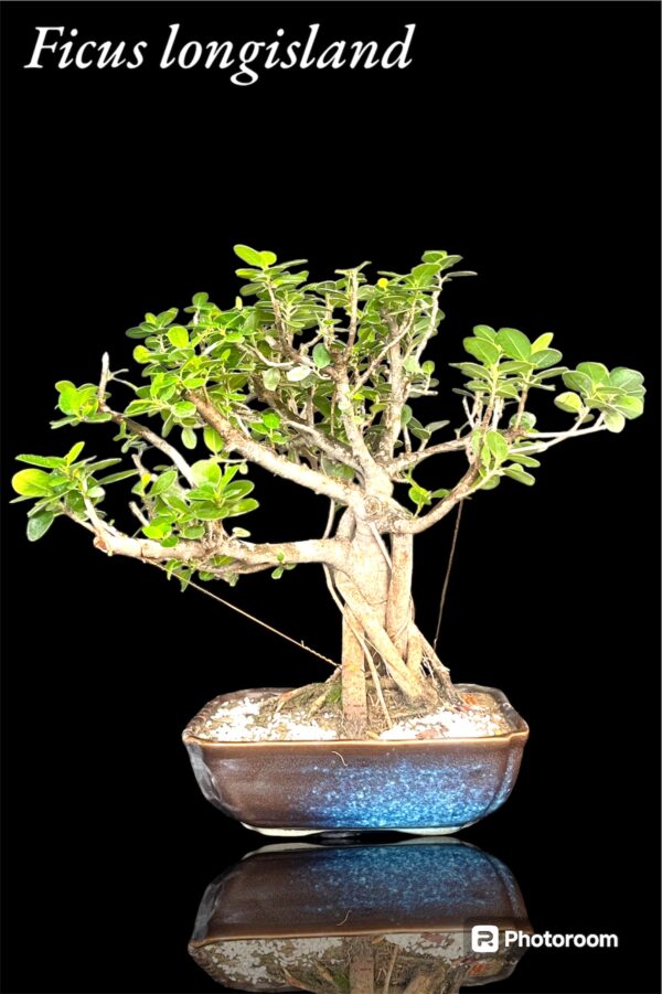 Ficus longisland Bonsai