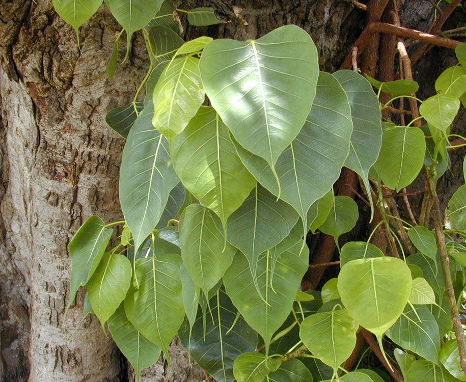 Bodhi Leaves 