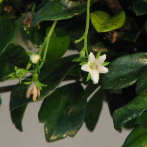 flower of carmona
