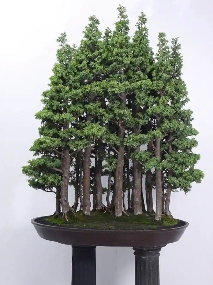 Giant Sequoia Bonsai
forest style