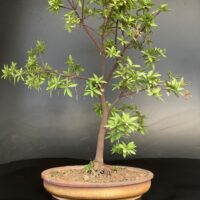 Jacquinia umbellata bonsai styles