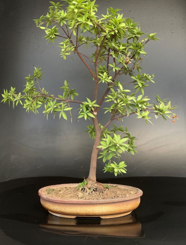 Jacquinia umbellata bonsai styles