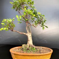 Ficus Microcarpa Medium size bonsai for gift in Delhi NCR