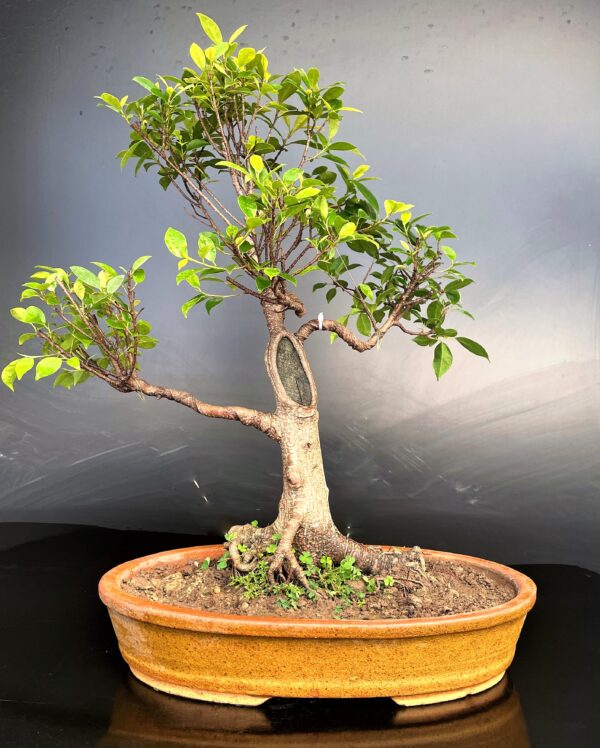 Ficus Microcarpa Medium size bonsai for gift in Delhi NCR