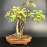 Bodhi Vriksha yamadori medium bonsai in India Delhi NCR