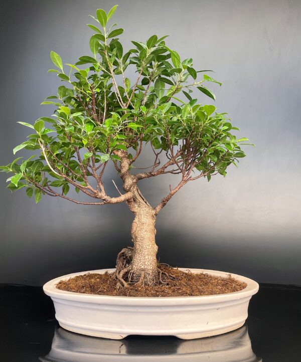 Ficus Microcarpa Large 2