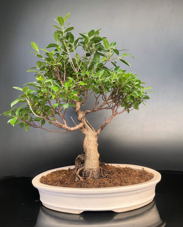 Ficus Microcarpa Large 2