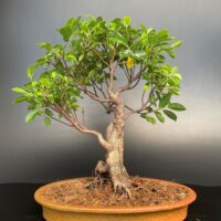 Ficus Bonsai Microcarpa Medium Gift Tree
