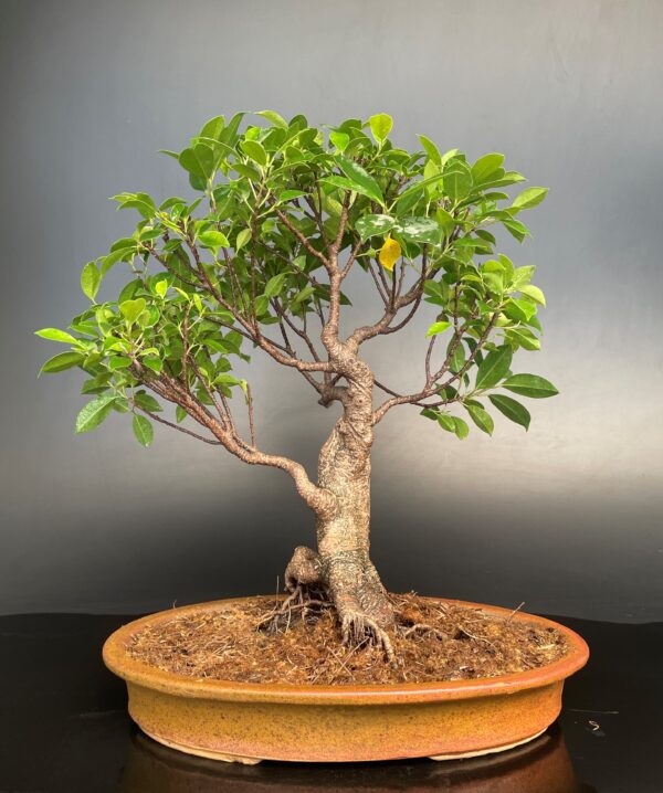 Ficus Bonsai Microcarpa Medium Gift Tree