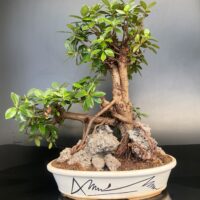 Root Over Rock Bonsai Ficus longisland 
