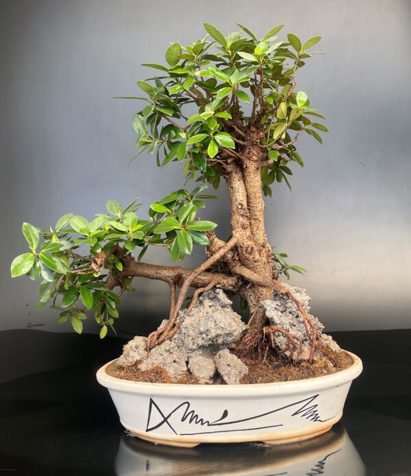 Root Over Rock Bonsai Ficus longisland 