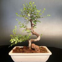 Ulmus parviflora bonsai by delhi bonsai