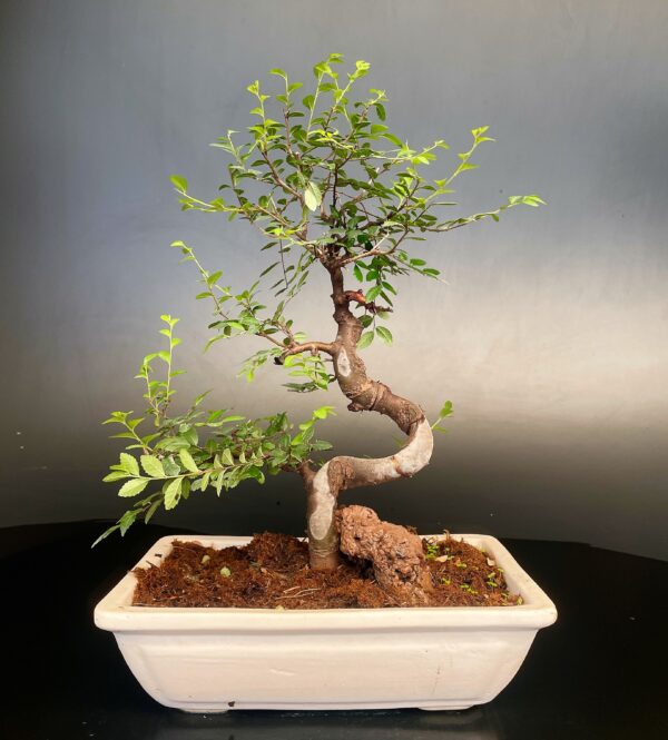 Ulmus parviflora bonsai by delhi bonsai