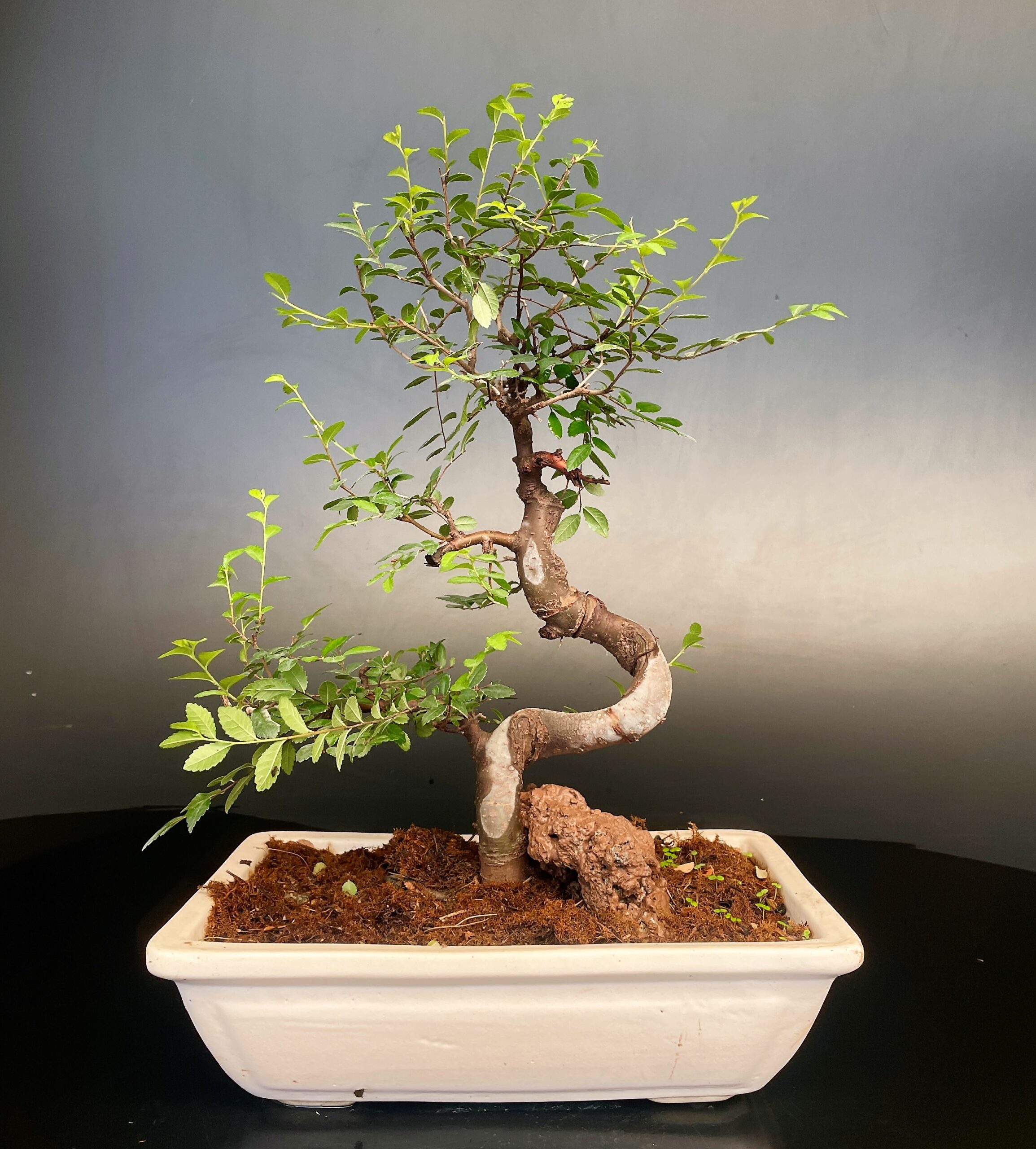 Ulmus Parvifolia Bonsai - Buy Bonsai Online India Delhi NCR