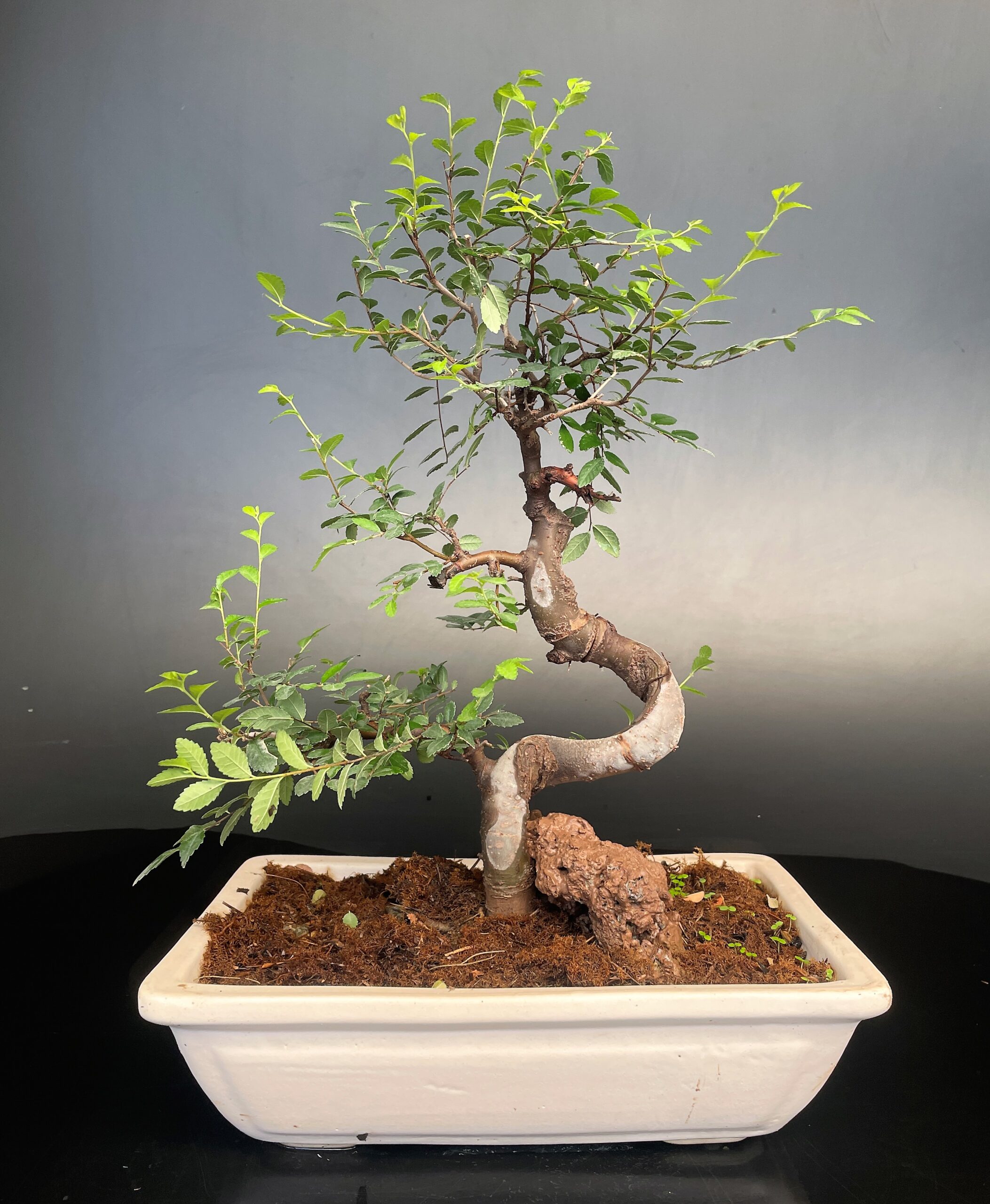 Ulmus parvifolia chinese elm bonsai