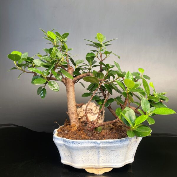 Ficus longisland Rock Bonsai