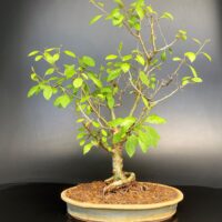 Gugal tree bonsai