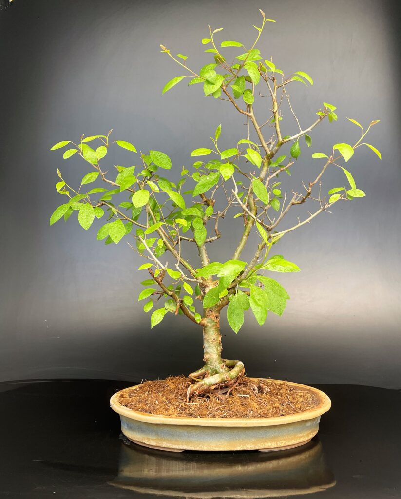 Gugal Tree Bonsai - Buy Online Home Delivered Delhi NCR