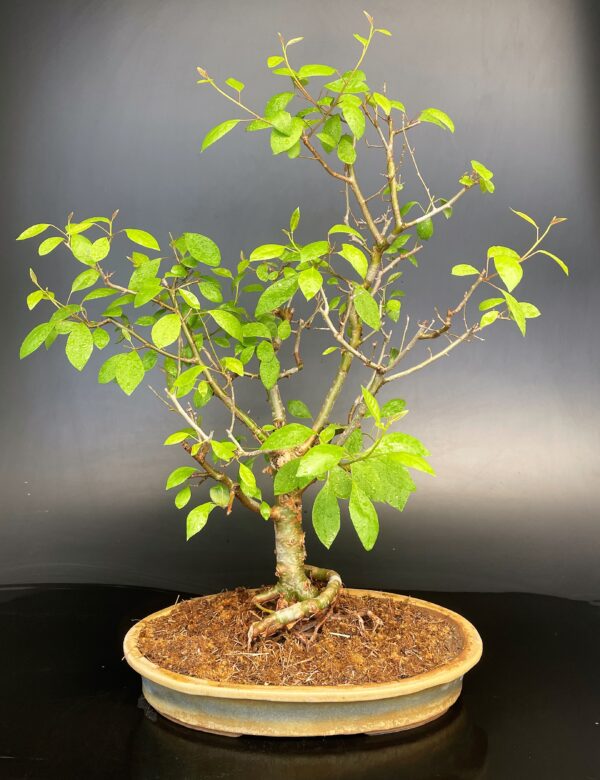 Gugal Tree Bonsai - Buy Online Home Delivered Delhi NCR